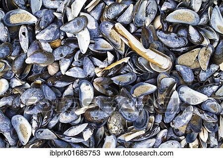 Sea shells, North Sea, North Jutland, Denmark, Scandinavia, Europe View Large Photo Image Stock Image - Sea shells, North Sea, North Jutland, Denmark, Scandinavia, Europe. Fotosearch