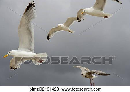 Stock Photo - Seagulls above the beach of Scheveningen, Den Haag, The Hague, Dutch North Sea coast, Holland, Netherlands, Benelux, Europe. Fotosearch