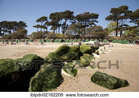 Seaweed covered stone groyne sea defence with green beach huts and pine trees, Mudeford, Dorset, England, United Kingdom, Europe View Large Photo Image Stock Photo - Seaweed covered stone groyne sea defence with green beach huts and pine trees, Mudeford, Dorset, England, United Kingdom, Europe. Fotosearch
