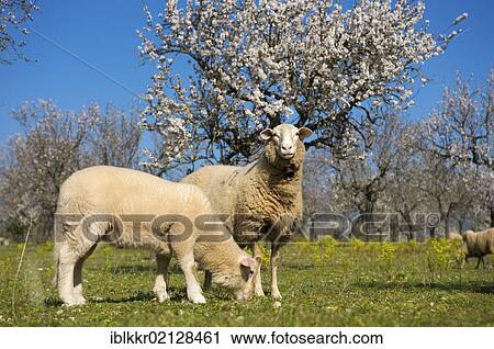 Stock Image - Sheep grazing in a pasture among blooming almond trees at Alaro on Majorca, Balearic Islands, Spain, Europe. Fotosearch