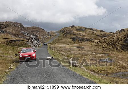 Sheep on road to Slieve League, County Donegal, Ireland, Europe, PublicGround, Europe View Large Photo Image Stock Photo - Sheep on road to Slieve League, County Donegal, Ireland, Europe, PublicGround, Europe. Fotosearch