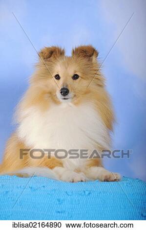 Stock Image - Sheltie, Shetland Sheepdog, sable coloured, on a blue blanket. Fotosearch