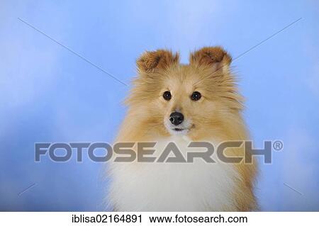 Sheltie, Shetland Sheepdog, sable coloured, portrait View Large Photo Image Stock Image - Sheltie, Shetland Sheepdog, sable coloured, portrait. Fotosearch