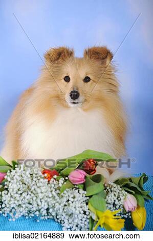 Stock Photo - Sheltie, Shetland Sheepdog, sable coloured, with baby's breath and tulips. Fotosearch