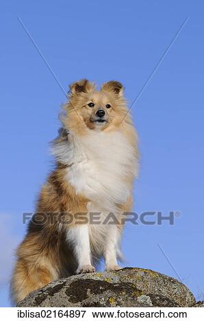 Sheltie, Shetland Sheepdog, sable coloured, standing on rocks View Large Photo Image Stock Photo - Sheltie, Shetland Sheepdog, sable coloured, standing on rocks. Fotosearch
