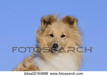 Stock Photo - Sheltie, Shetland Sheepdog, sable coloured, portrait. Fotosearch