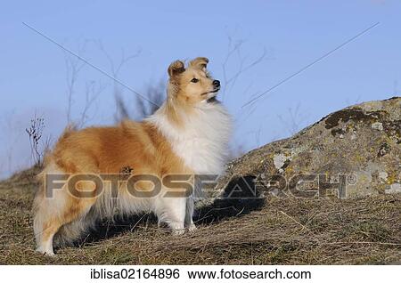 Stock Photograph - Sheltie, Shetland Sheepdog, sable coloured, standing on rocks. Fotosearch