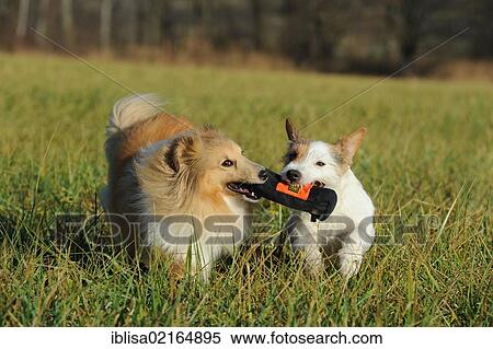 Sheltie, Shetland Sheepdog, sable coloured, and a Jack Russell Terrier running through a meadow, playing together View Large Photo Image Stock Photography - Sheltie, Shetland Sheepdog, sable coloured, and a Jack Russell Terrier running through a meadow, playing together. Fotosearch