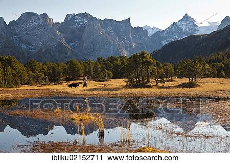 Stock Image - Shepherd and dog in the Chaltenbrunnen moorland, Reichenbach Valley, Rosenlaui, view to mountains Engelhoernern, Wellhorn, Rosenlaui Glacier, Bernese Oberland, Switzerland, Europe. Fotosearch