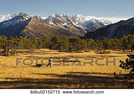 Stock Photography - Shepherd and dog in the Chaltenbrunnen moorland, Reichenbach Valley, Rosenlaui, view of Urner Alps or Uri Alps, Bernese Oberland, Switzerland, Europe. Fotosearch