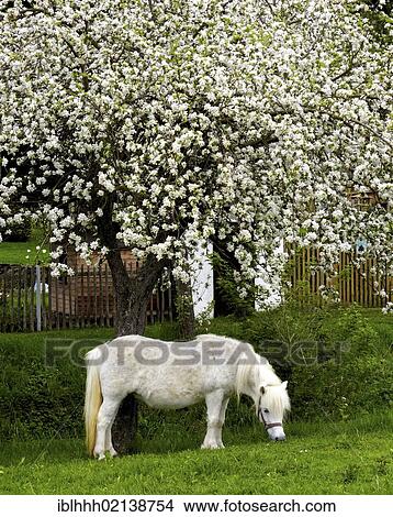 Shetland pony in spring, Erfurt, Thuringia, Germany, Europe View Large Photo Image Picture - Shetland pony in spring, Erfurt, Thuringia, Germany, Europe. Fotosearch