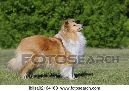 Stock Photo - Shetland Sheepdog or Sheltie, sable coloured, standing. Fotosearch