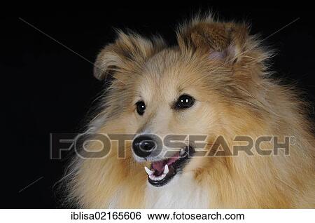 Stock Photograph - Shetland Sheepdog, Sheltie, sable coloured. Fotosearch