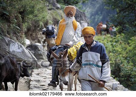 Sikh pilgrim on horseback on his way to the Gurudwara of Hemkund, Uttarakhand, formerly Uttaranchal, Indian, Himalayas, North India, India, Asia View Large Photo Image Stock Photograph - Sikh pilgrim on horseback on his way to the Gurudwara of Hemkund, Uttarakhand, formerly Uttaranchal, Indian, Himalayas, North India, India, Asia. Fotosearch