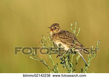 Skylark (Alauda arvensis), Apetlon, Burgenland, Austria, Europe View Large Photo Image Stock Photo - Skylark (Alauda arvensis), Apetlon, Burgenland, Austria, Europe. Fotosearch