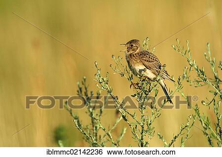 Skylark (Alauda arvensis), Apetlon, Burgenland, Austria, Europe View Large Photo Image Stock Photograph - Skylark (Alauda arvensis), Apetlon, Burgenland, Austria, Europe. Fotosearch