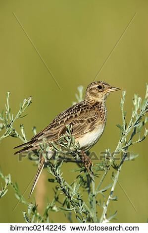 Stock Photography - Skylark (Alauda arvensis), Apetlon, Burgenland, Austria, Europe. Fotosearch