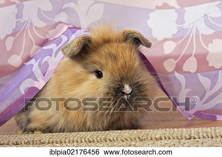 Stock Photograph - Small dwarf rabbit under a curtain. Fotosearch