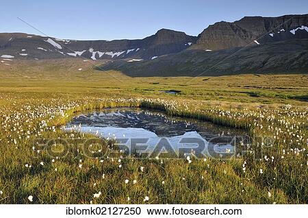 Small lake, cotton grass, Hloeðuvík, Hloeduvik, Hornstrandir, Westfjords, Iceland, Europe View Large Photo Image Stock Image - Small lake, cotton grass, Hloeðuvík, Hloeduvik, Hornstrandir, Westfjords, Iceland, Europe. Fotosearch