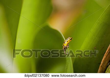 Small yellow Poison Dart Frog (Dendrobatidae) on a leaf, Bocas del Toro, Panama, Central America, North America View Large Photo Image Stock Image - Small yellow Poison Dart Frog (Dendrobatidae) on a leaf, Bocas del Toro, Panama, Central America, North America. Fotosearch