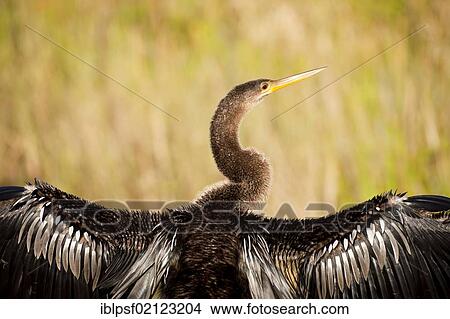 Snakebird (Anhinga anhinga) in the Everglades National Park in Florida, USA, North America View Large Photo Image Picture - Snakebird (Anhinga anhinga) in the Everglades National Park in Florida, USA, North America. Fotosearch