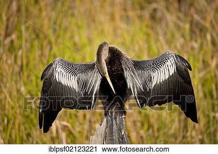Snakebird (Anhinga anhinga) in the Everglades National Park in Florida, USA, North America View Large Photo Image Stock Image - Snakebird (Anhinga anhinga) in the Everglades National Park in Florida, USA, North America. Fotosearch