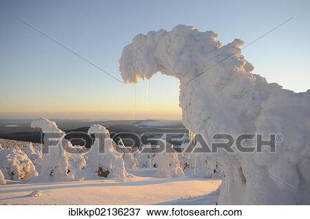 Stock Photo - Snow-covered spruces on Brocken Mountain, Saxony-Anhalt, Germany, Europe. Fotosearch