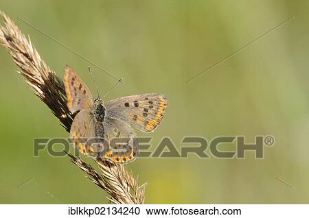 Sooty Copper (Lycaena tityrus), Elbaue, floodplains of Elbe River, near Dessau, Saxony-Anhalt, Germany, Europe View Large Photo Image Stock Image - Sooty Copper (Lycaena tityrus), Elbaue, floodplains of Elbe River, near Dessau, Saxony-Anhalt, Germany, Europe. Fotosearch