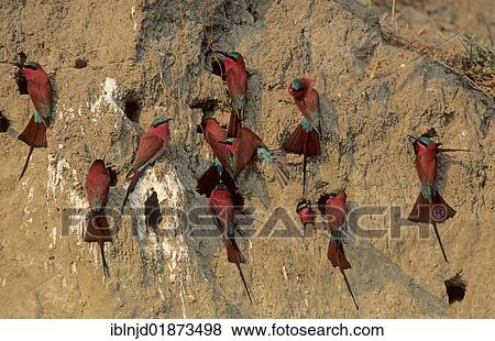 Southern Carmine Bee-eater (Merops nubicoides), at nesting colony, Okavango Delta, Botwsana, Africa View Large Photo Image Stock Photo - Southern Carmine Bee-eater (Merops nubicoides), at nesting colony, Okavango Delta, Botwsana, Africa. Fotosearch