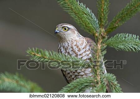Stock Photo - Sparrowhawk (Accipiter nisus), female, Affaltern, Bavaria, Germany, Europe. Fotosearch
