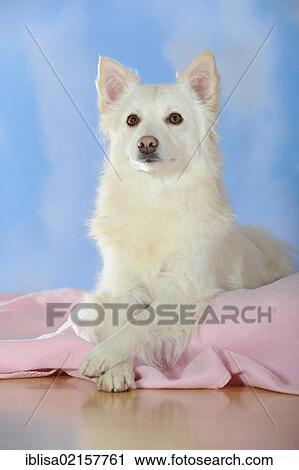 Stock Image - Spitz crossbreed lying on a pink blanket. Fotosearch