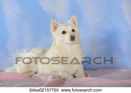 Stock Photography - Spitz crossbreed lying on a pink blanket. Fotosearch