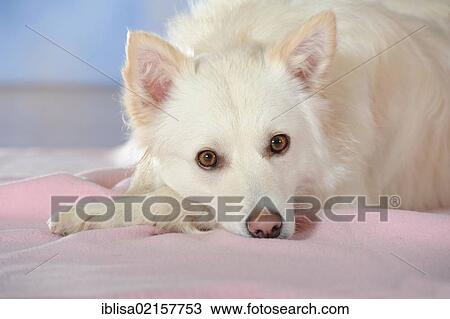Stock Image - Spitz crossbreed lying on a pink blanket with its head on the ground. Fotosearch