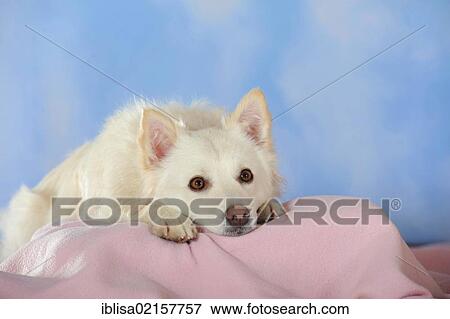Stock Photo - Spitz crossbreed lying on a pink blanket with its head between its paws. Fotosearch