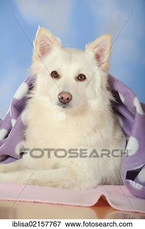 Spitz crossbreed lying under a purple blanket View Large Photo Image Stock Photo - Spitz crossbreed lying under a purple blanket. Fotosearch