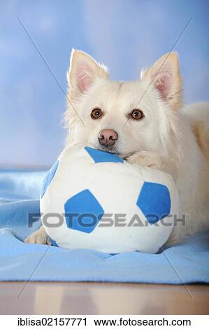 Spitz crossbreed lying with its head and a paw on a ball View Large Photo Image Stock Image - Spitz crossbreed lying with its head and a paw on a ball. Fotosearch