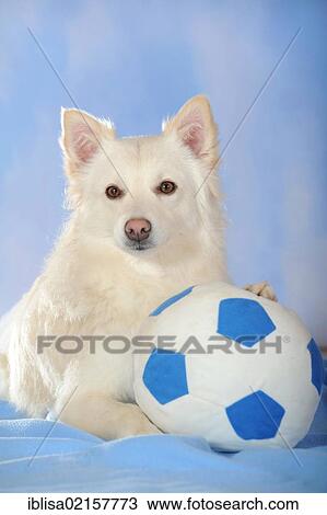 Spitz crossbreed lying with its paw on a ball View Large Photo Image Stock Image - Spitz crossbreed lying with its paw on a ball. Fotosearch