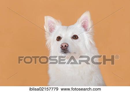 Stock Photo - Spitz crossbreed, portrait. Fotosearch