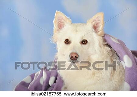 Spitz crossbreed, portrait, with a purple blanket View Large Photo Image Stock Photography - Spitz crossbreed, portrait, with a purple blanket. Fotosearch