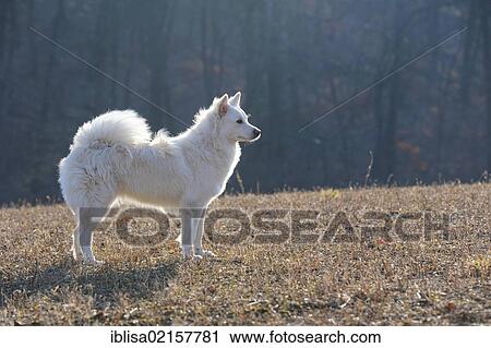 Stock Image - Spitz crossbreed, standing on a meadow. Fotosearch