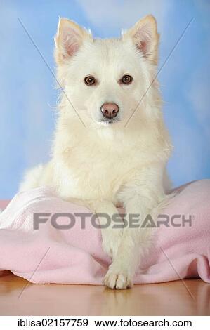 Spitz Mischlinge Liegen Auf A Rosa Decke Stock Foto Iblisa02157759 Fotosearch