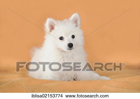Picture - Spitz puppy, lying. Fotosearch
