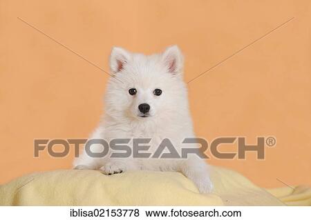 Stock Photo - Spitz puppy, lying. Fotosearch