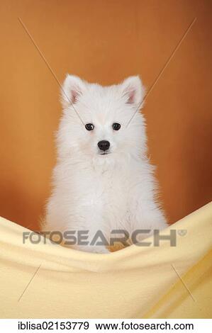 Stock Photo - Spitz puppy, sitting in a blanket. Fotosearch