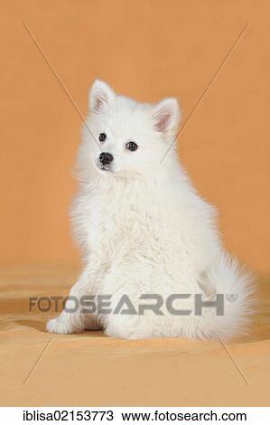 Spitz puppy, sitting View Large Photo Image Stock Image - Spitz puppy, sitting. Fotosearch