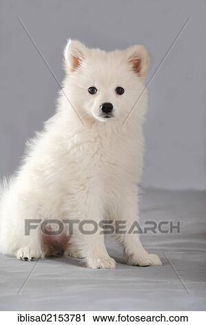 Stock Image - Spitz puppy, sitting. Fotosearch