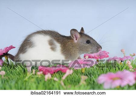 Spotted Fancy Rat View Large Photo Image Stock Image - Spotted Fancy Rat. Fotosearch