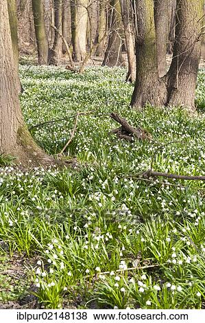 Spring Snowflakes blossoming in the Jahnishausen castle grounds near Riesa, in spring, Saxony, Germany, Europe View Large Photo Image Stock Photo - Spring Snowflakes blossoming in the Jahnishausen castle grounds near Riesa, in spring, Saxony, Germany, Europe. Fotosearch