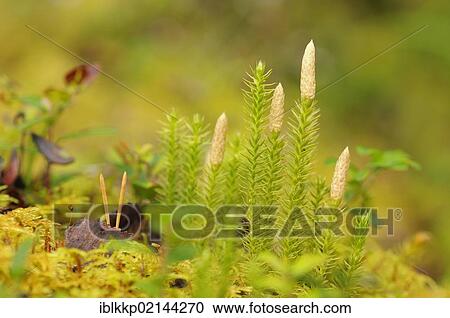 Sprouting Stiff clubmoss (Lycopodium annotinum), Rondane National Park, Norway, Scandinavia, Europe View Large Photo Image Stock Image - Sprouting Stiff clubmoss (Lycopodium annotinum), Rondane National Park, Norway, Scandinavia, Europe. Fotosearch