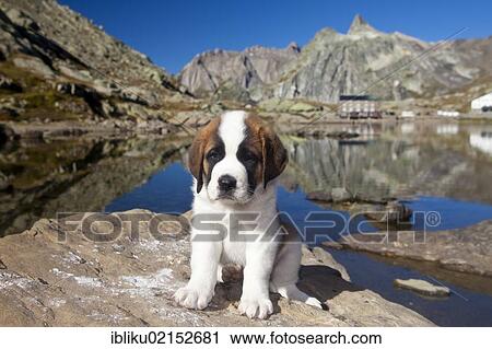 St. Bernard puppy of the Barry Foundation, Great St. Bernard Pass, Valais, Switzerland, Europe View Large Photo Image Stock Image - St. Bernard puppy of the Barry Foundation, Great St. Bernard Pass, Valais, Switzerland, Europe. Fotosearch